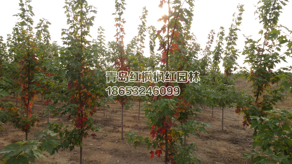 λ