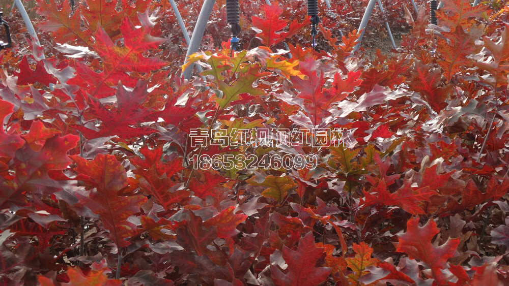 北美红栎-铁橡栎
