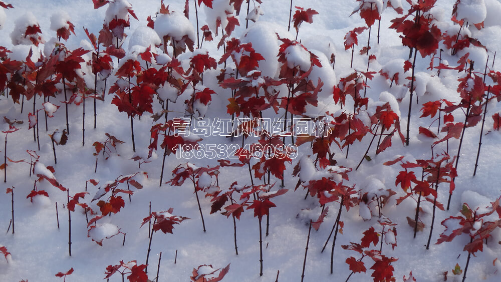 雪后太阳谷红枫